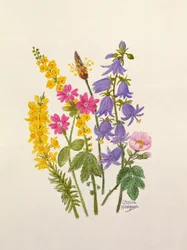 Blauwe Klokjes, Brem, Robertskruid en andere wilde bloemen